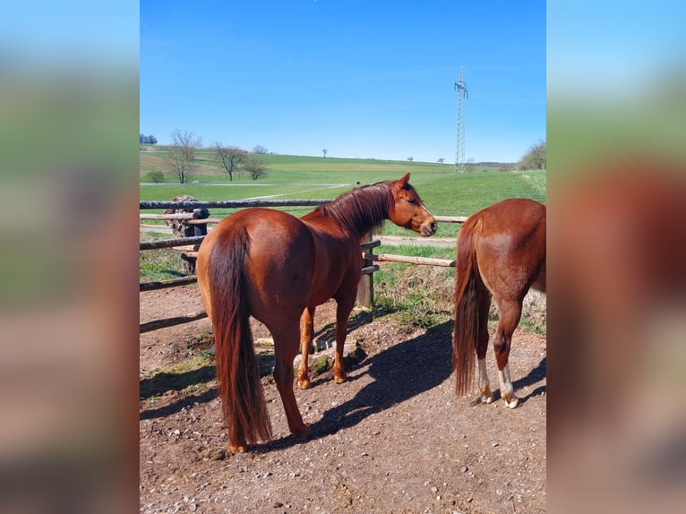 American Quarter Horse Stute 11 Jahre 158 cm Fuchs in Schöllkrippen