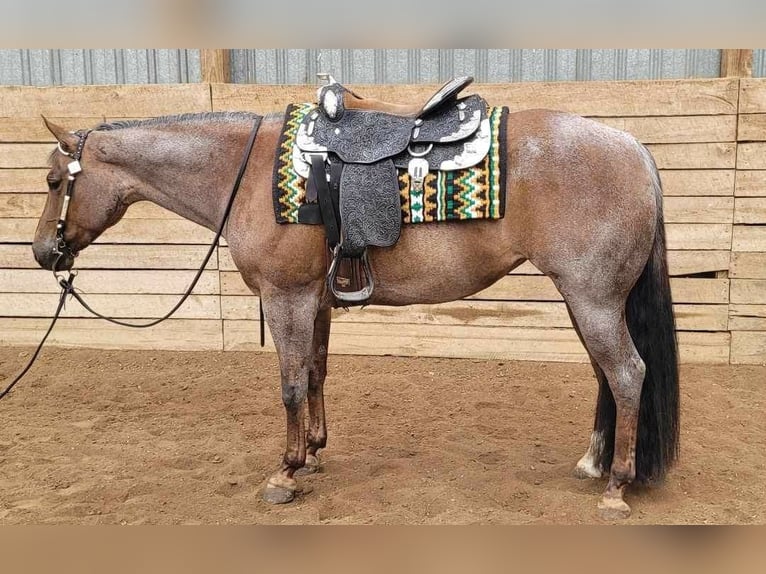 American Quarter Horse Stute 11 Jahre 158 cm Roan-Bay in Saint-Setiers