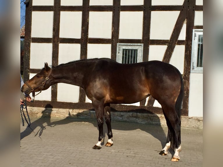 American Quarter Horse Stute 11 Jahre 160 cm Brauner in Melle