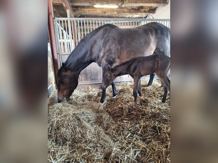 American Quarter Horse Stute 11 Jahre 160 cm Brauner in Melle