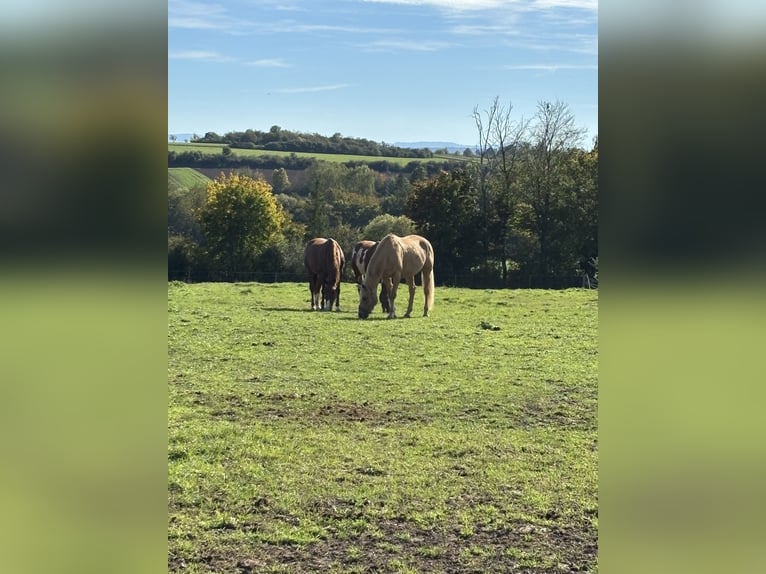 American Quarter Horse Stute 11 Jahre 160 cm Palomino in Rottenburg am Neckar