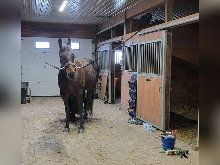 American Quarter Horse Stute 11 Jahre 160 cm Rotfuchs in Orlando,FL