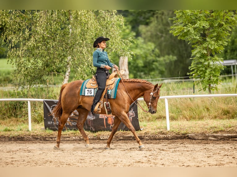 American Quarter Horse Stute 11 Jahre 161 cm Dunkelfuchs in Grenzach-Wyhlen