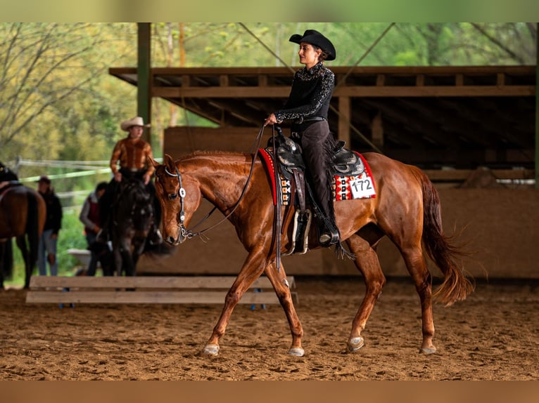 American Quarter Horse Stute 11 Jahre 161 cm Dunkelfuchs in Grenzach-Wyhlen