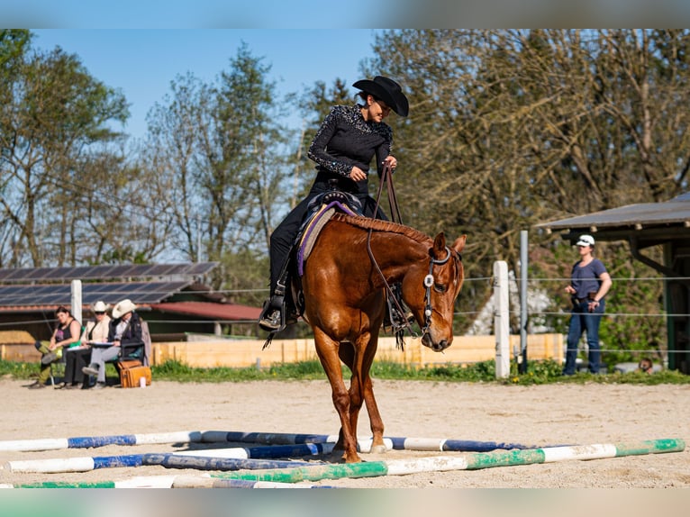 American Quarter Horse Stute 11 Jahre 161 cm Dunkelfuchs in Grenzach-Wyhlen