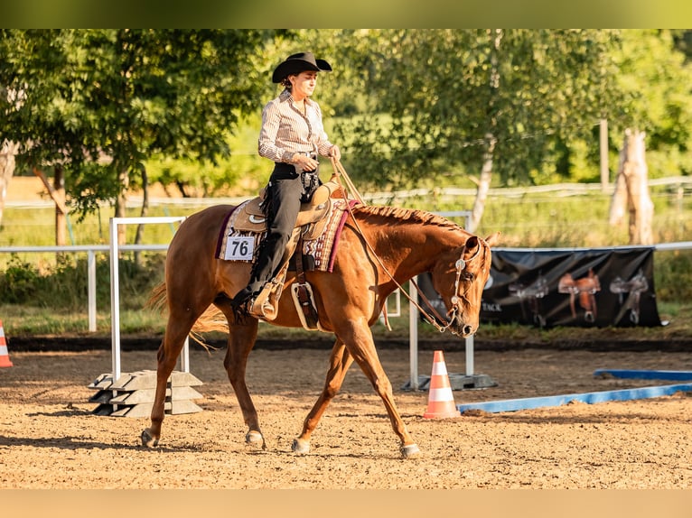 American Quarter Horse Stute 11 Jahre 161 cm Dunkelfuchs in Grenzach-Wyhlen