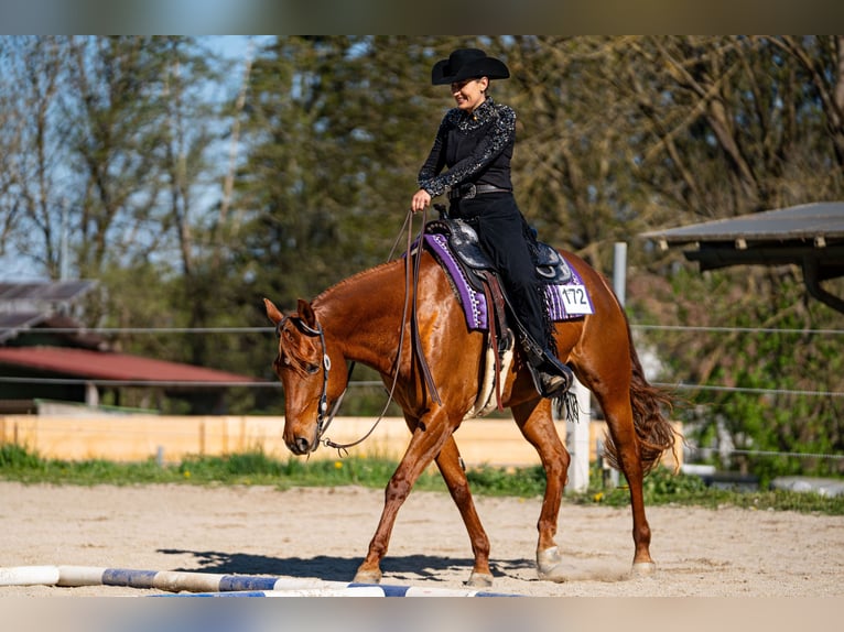 American Quarter Horse Stute 11 Jahre 161 cm Dunkelfuchs in Grenzach-Wyhlen