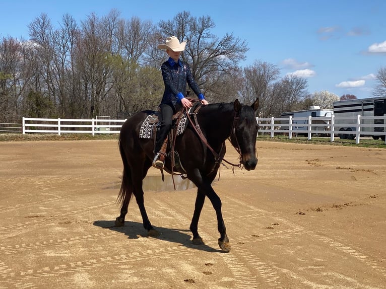 American Quarter Horse Stute 11 Jahre 163 cm Brauner in Henderson, KY