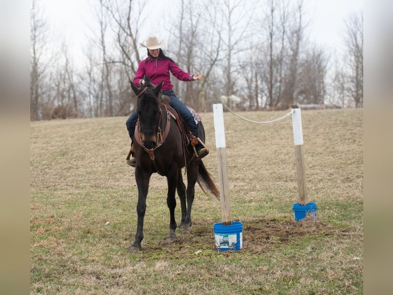 American Quarter Horse Stute 11 Jahre 163 cm Brauner in Henderson, KY