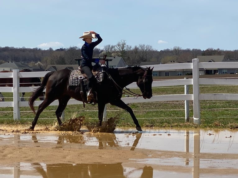 American Quarter Horse Stute 11 Jahre 163 cm Brauner in Henderson, KY
