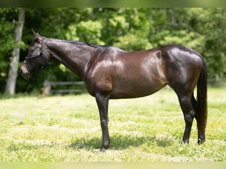American Quarter Horse Stute 11 Jahre 163 cm Brauner in Henderson, KY