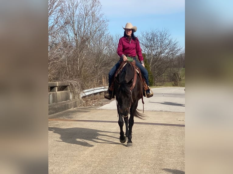 American Quarter Horse Stute 11 Jahre 163 cm Brauner in Henderson, KY