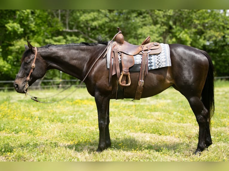 American Quarter Horse Stute 11 Jahre 163 cm Brauner in Henderson, KY