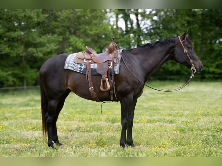 American Quarter Horse Stute 11 Jahre 163 cm Brauner in Henderson, KY