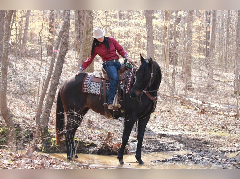 American Quarter Horse Stute 11 Jahre 163 cm Brauner in Henderson, KY