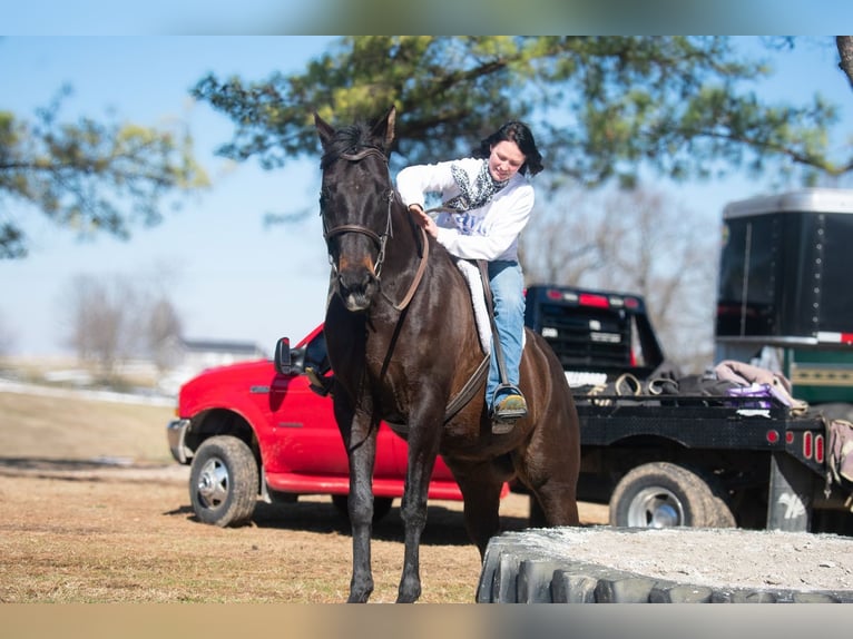 American Quarter Horse Stute 11 Jahre 163 cm Brauner in Henderson, KY