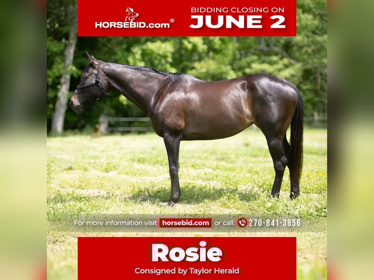American Quarter Horse Stute 11 Jahre 163 cm Brauner in Henderson, KY