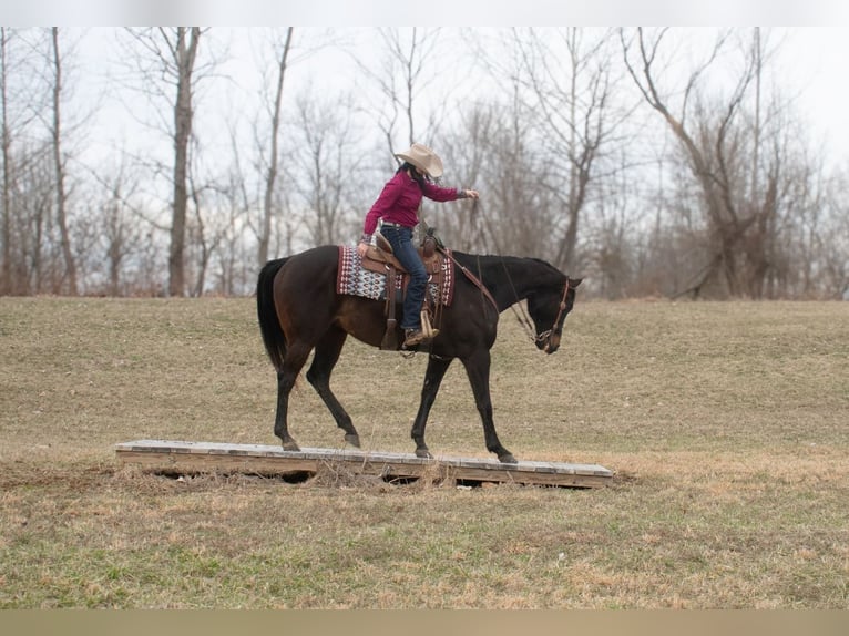 American Quarter Horse Stute 11 Jahre 163 cm Brauner in Henderson, KY