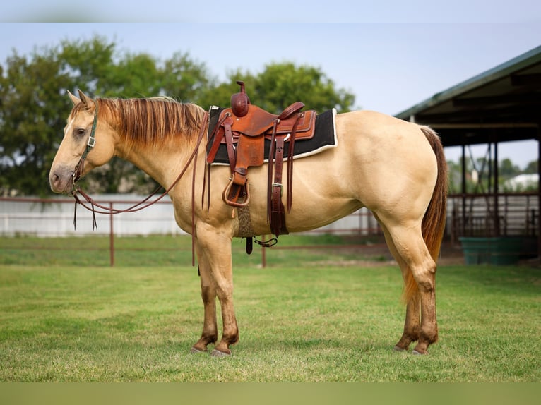 American Quarter Horse Stute 11 Jahre 163 cm Champagne in Forney