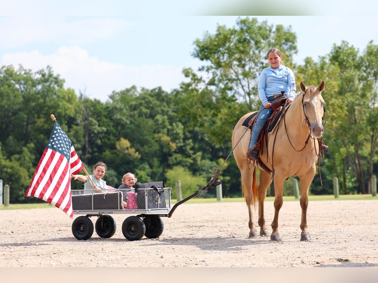 American Quarter Horse Stute 11 Jahre 163 cm Champagne in Forney