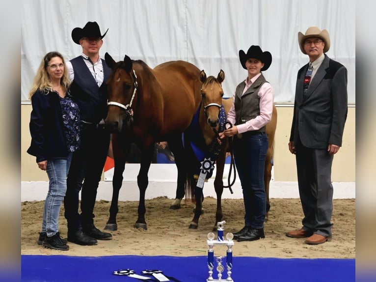 American Quarter Horse Stute 11 Jahre 165 cm Brauner in Binnen