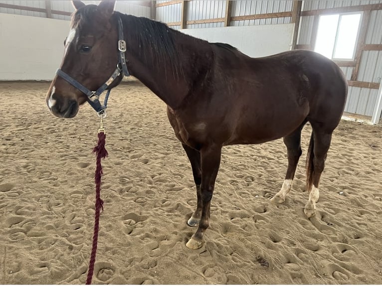 American Quarter Horse Stute 11 Jahre Dunkelfuchs in Union