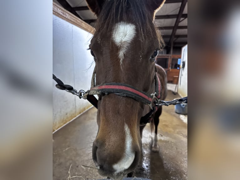 American Quarter Horse Stute 11 Jahre Dunkelfuchs in Union