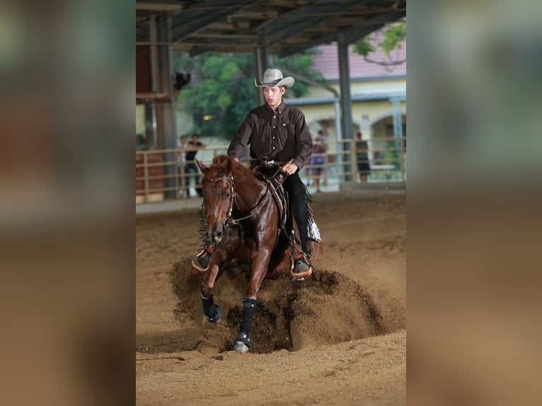 American Quarter Horse Stute 11 Jahre Dunkelfuchs in Achstetten