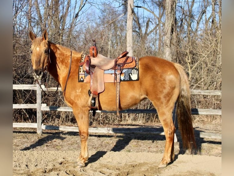 American Quarter Horse Mix Stute 11 Jahre Palomino in Allentown, NJ