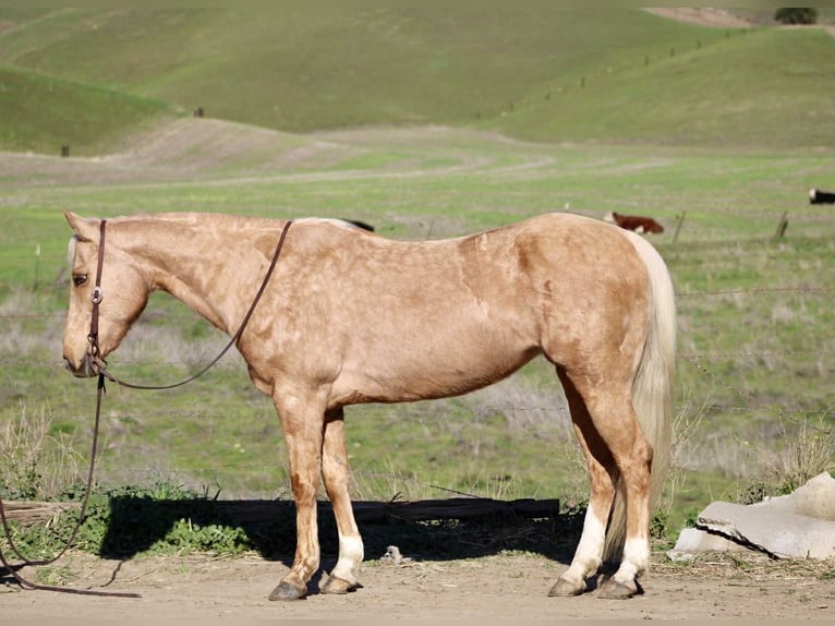 American Quarter Horse Stute 11 Jahre Palomino in Bitterwater, Ca