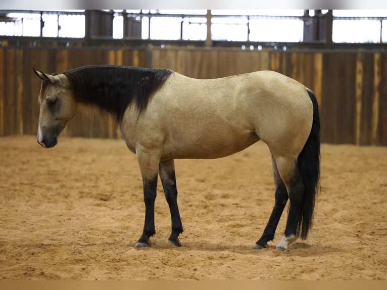 American Quarter Horse Stute 11 Jahre  in Ripley