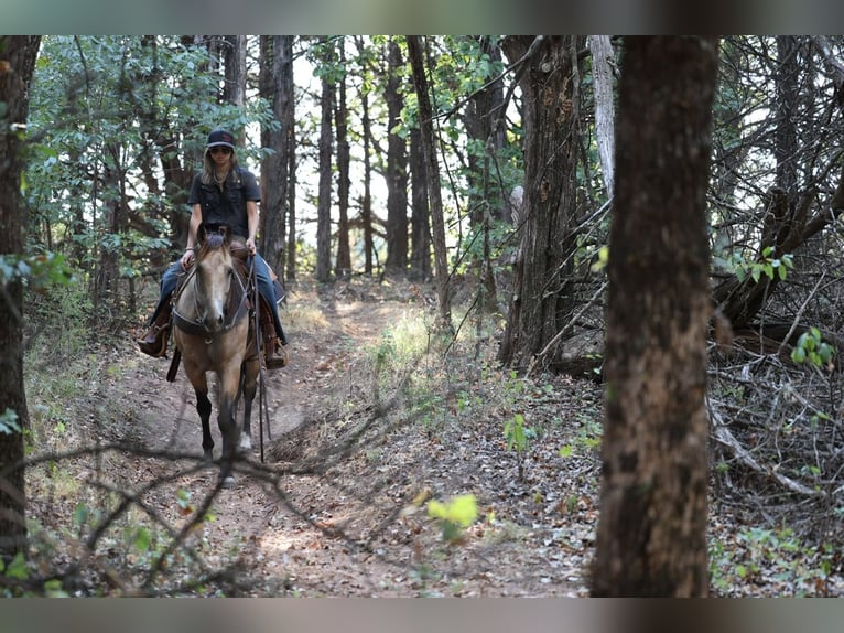 American Quarter Horse Stute 11 Jahre  in Ripley