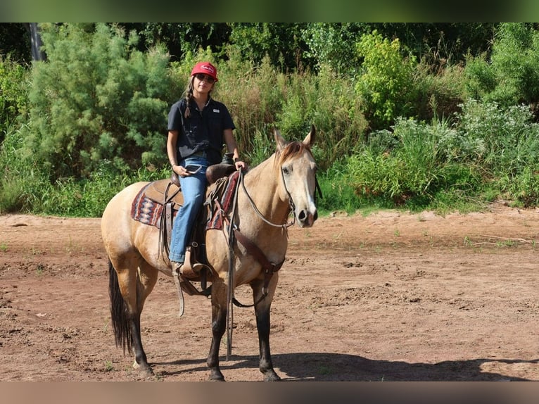 American Quarter Horse Stute 11 Jahre  in Ripley
