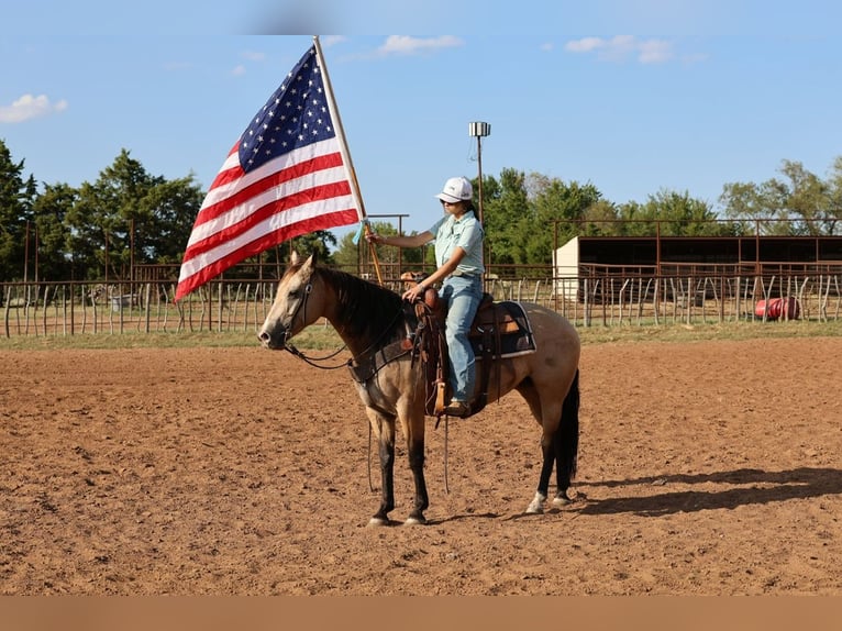 American Quarter Horse Stute 11 Jahre  in Ripley
