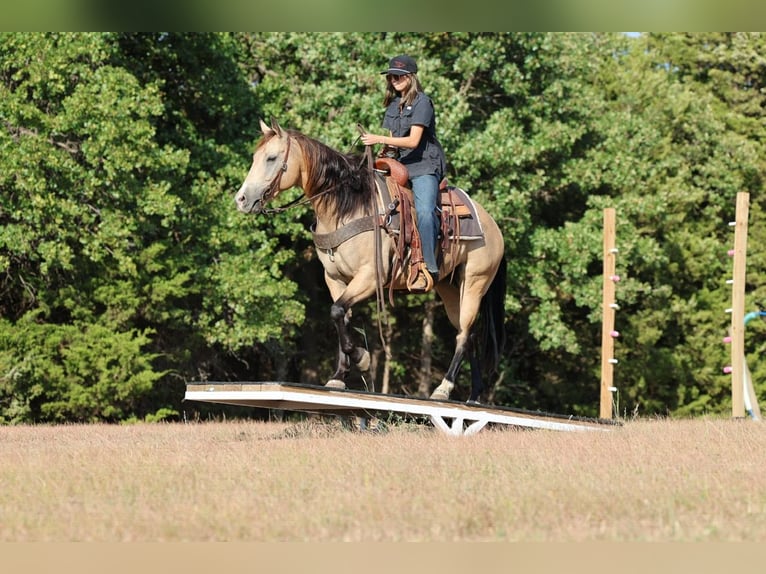 American Quarter Horse Stute 11 Jahre  in Ripley