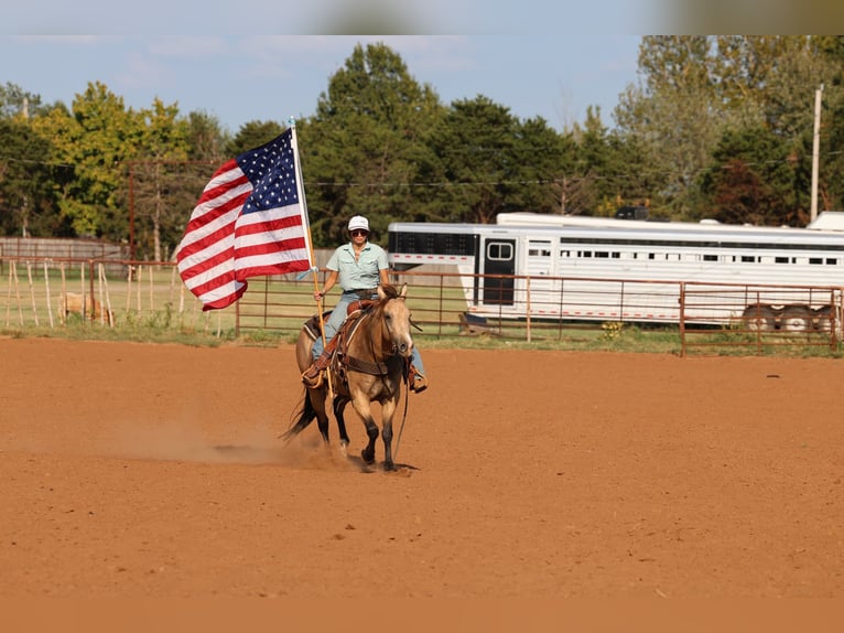 American Quarter Horse Stute 11 Jahre  in Ripley