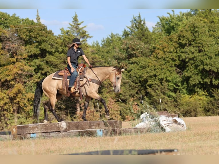 American Quarter Horse Stute 11 Jahre  in Ripley