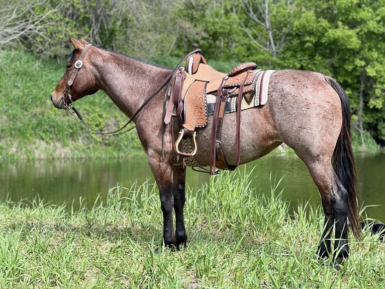 American Quarter Horse Stute 11 Jahre Roan-Bay in Zearing, IA