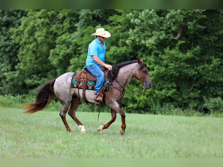 American Quarter Horse Stute 11 Jahre Roan-Bay in Santa Fe