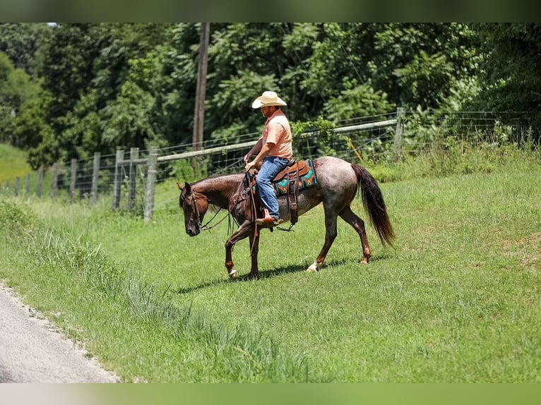 American Quarter Horse Stute 11 Jahre Roan-Bay in Santa Fe