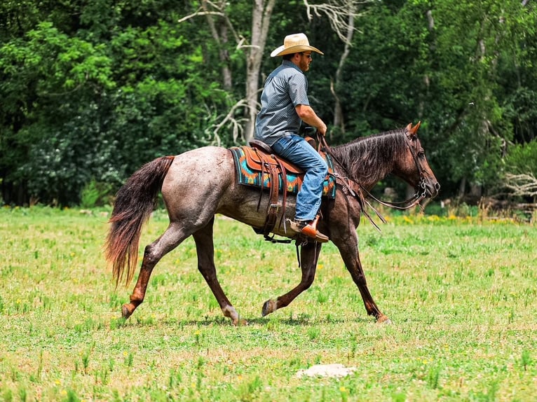 American Quarter Horse Stute 11 Jahre Roan-Bay in Santa Fe