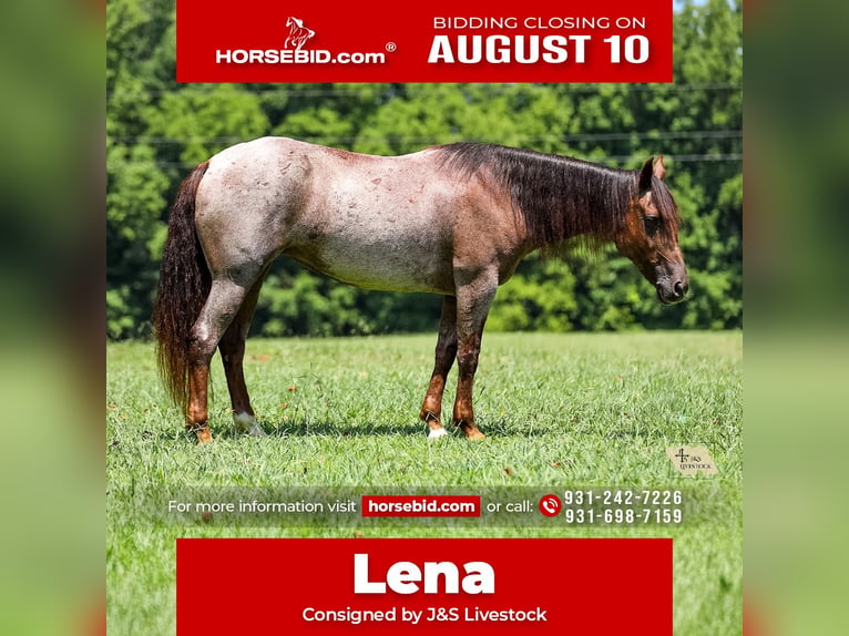 American Quarter Horse Stute 11 Jahre Roan-Bay in Santa Fe