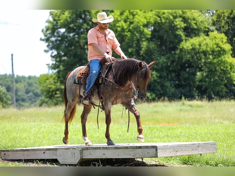 American Quarter Horse Stute 11 Jahre Roan-Bay in Santa Fe