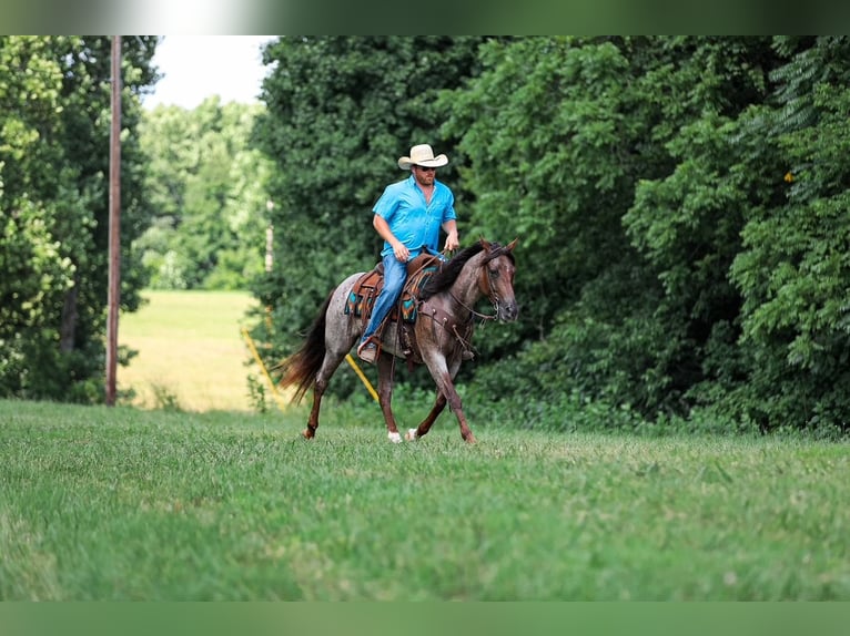 American Quarter Horse Stute 11 Jahre Roan-Bay in Santa Fe