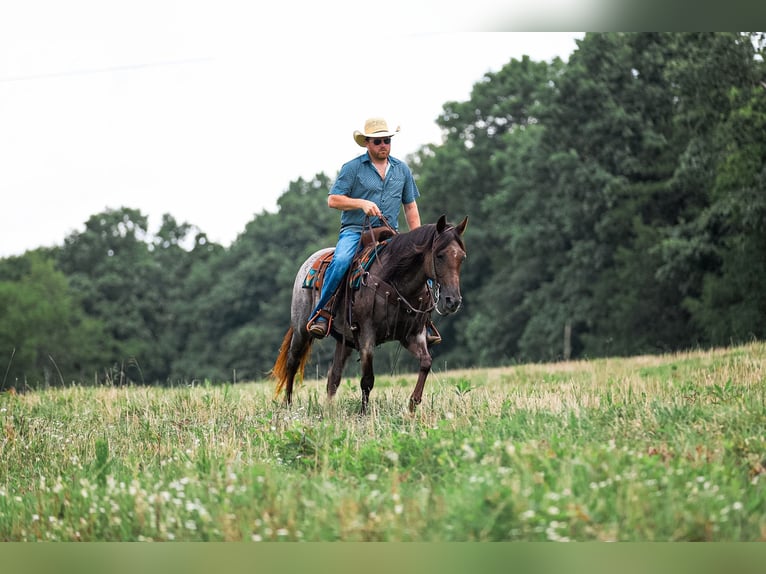 American Quarter Horse Stute 11 Jahre Roan-Bay in Santa Fe