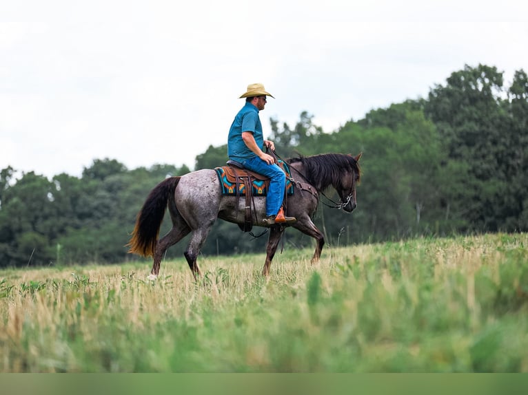 American Quarter Horse Stute 11 Jahre Roan-Bay in Santa Fe