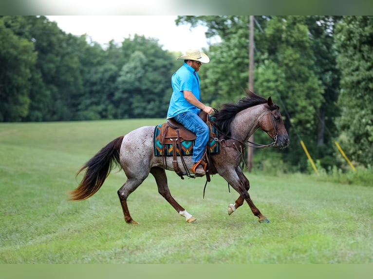 American Quarter Horse Stute 11 Jahre Roan-Bay in Santa Fe