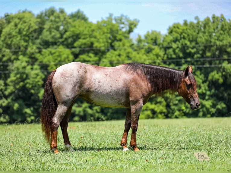 American Quarter Horse Stute 11 Jahre Roan-Bay in Santa Fe