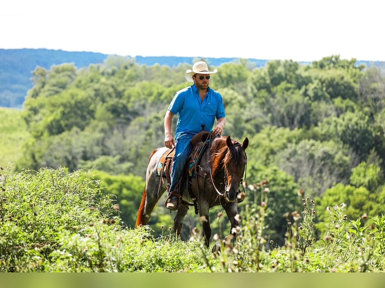 American Quarter Horse Stute 11 Jahre Roan-Bay in Santa Fe