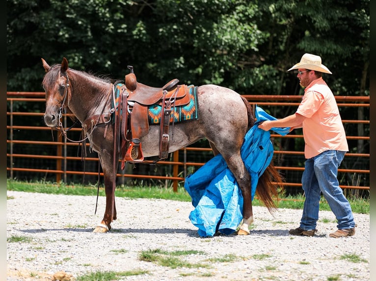 American Quarter Horse Stute 11 Jahre Roan-Bay in Santa Fe